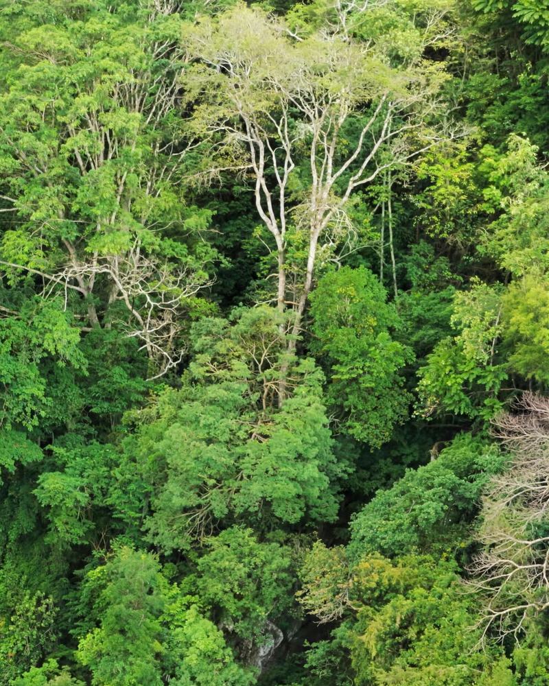 The forest canopy above the Red Coral falls, seen from the air.