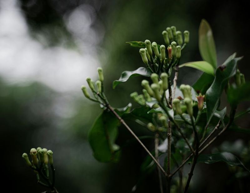 Clusters of green clove buds on the tree.