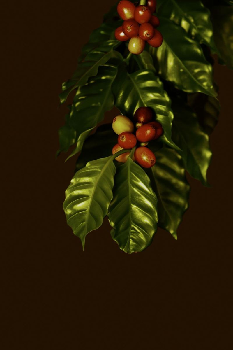 Ripe red coffee cherries on the branch.