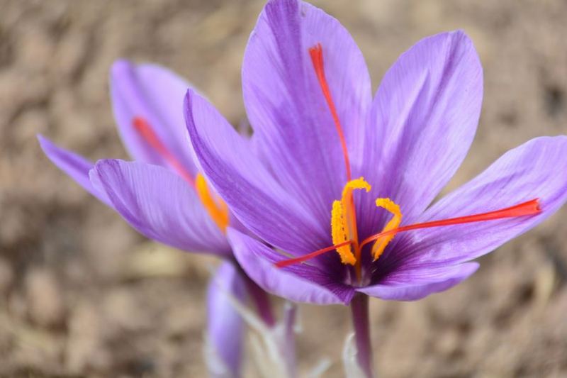 A saffron crocus flower with red stigmas.
