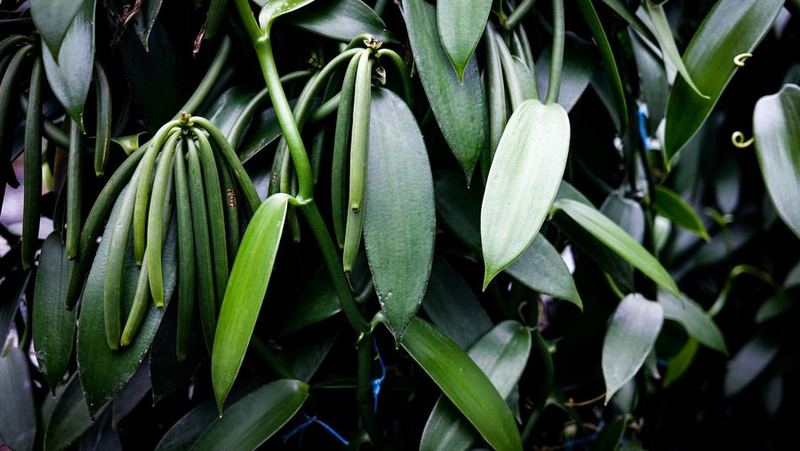 Green vanilla pods hanging on the vine.